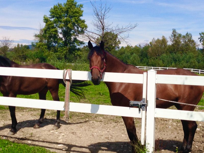 Stable Fencing Installation in Sacramento, CA